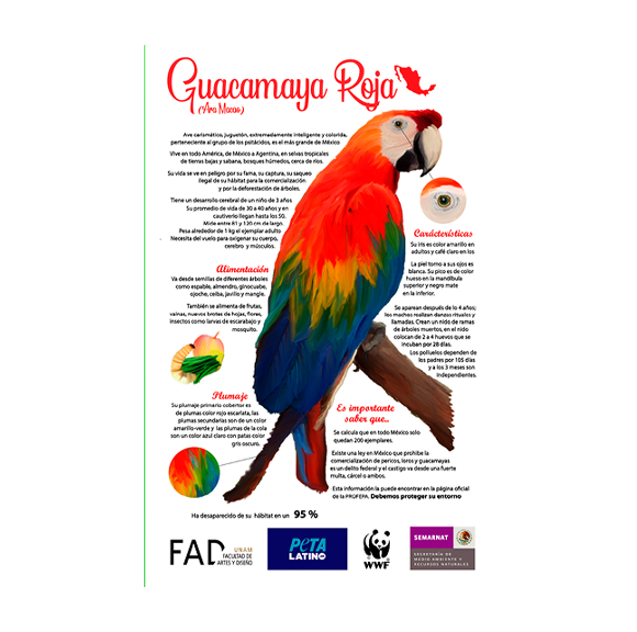 Proyecto de Guacamaya