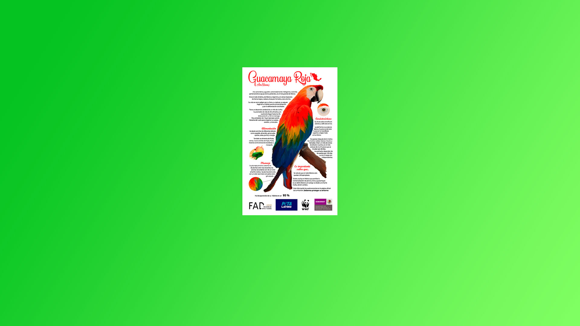 PROYECTO GUACAMAYA